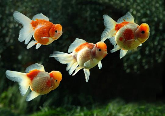 金魚餓了會吃同類嗎?金魚知道自己吃飽了嗎?