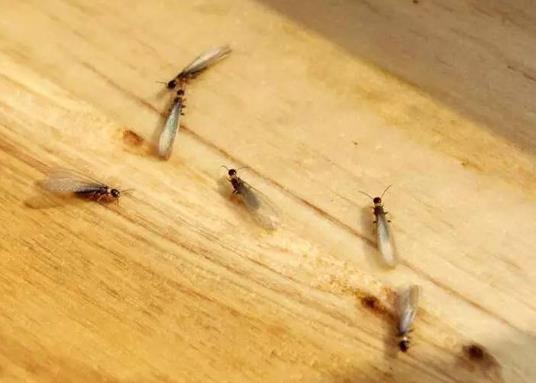 有白蟻的樓房到底能不能根除?白蟻是晚上活動還是白天活動