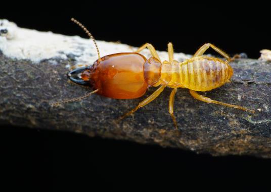 如何預防白蟻進家里?有白蟻的房子一定要賣掉是什么說法?
