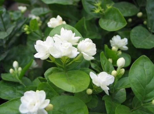 茉莉花如何防治病蟲害?剛買的茉莉花選多大盆?