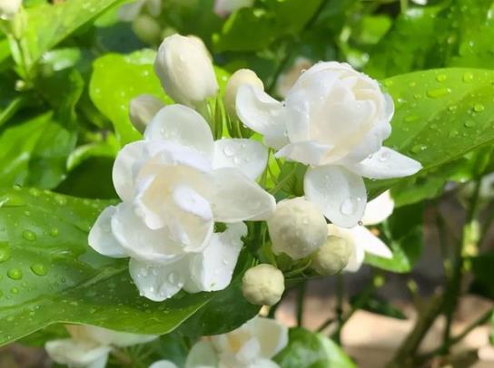 冬天茉莉花怎么管理才能開花?剛買的茉莉花要不要換盆?