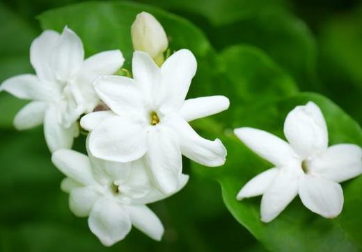 冬天茉莉花怎么管理才能開花?剛買的茉莉花要不要換盆?