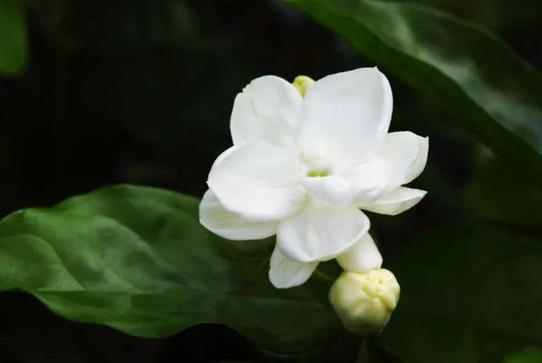 冬天茉莉花怎么管理才能開花?剛買的茉莉花要不要換盆?