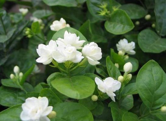 冬天茉莉?yàn)槭裁床婚_花?茉莉花繁殖的方法是什么?