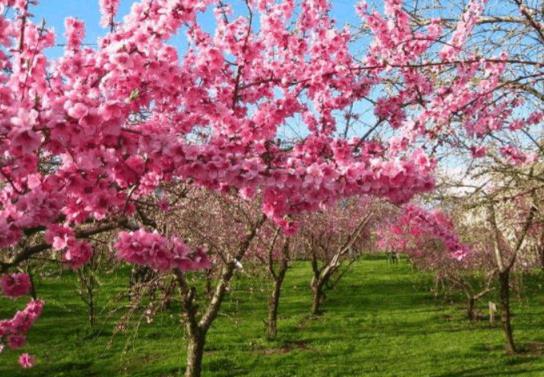 2022年桃花運(yùn)最旺生肖排名,虎年桃花運(yùn)遇到真愛生肖