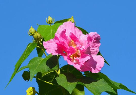怎么養(yǎng)芙蓉花的花才開得旺盛?芙蓉花怎樣栽培和繁殖