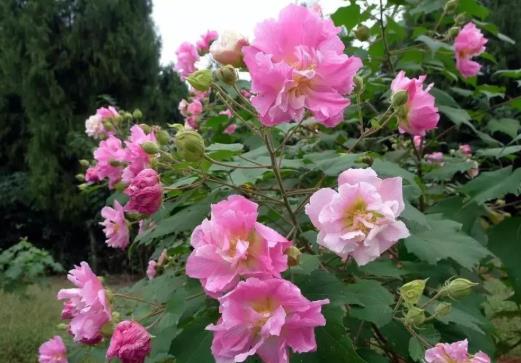 怎么養(yǎng)芙蓉花的花才開得旺盛?芙蓉花怎樣栽培和繁殖