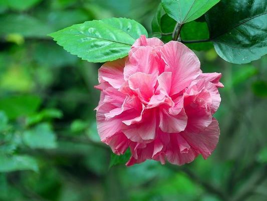 芙蓉花花期可以施肥嗎?芙蓉花用什么土栽培好
