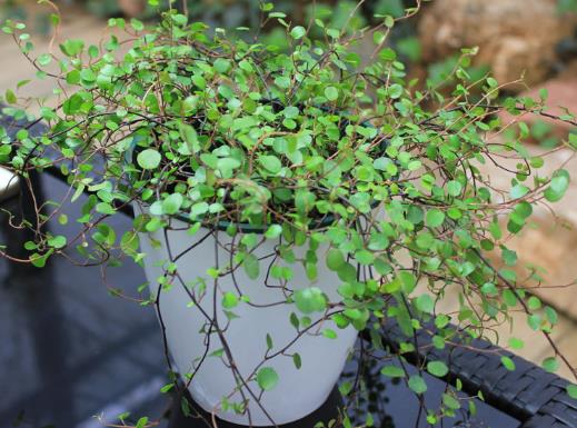 千葉吊蘭植株干枯怎么辦?千葉吊蘭爛根后怎么處理