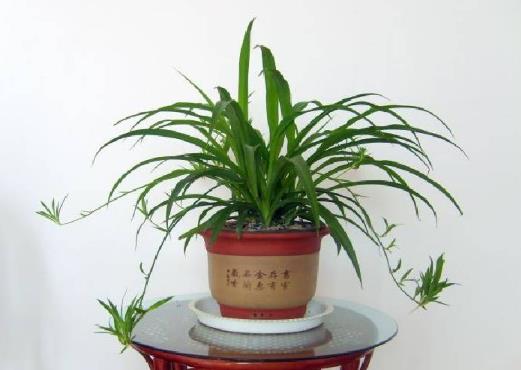 家養(yǎng)吊蘭需要用什么肥好?吊蘭葉子黃尖怎么處理