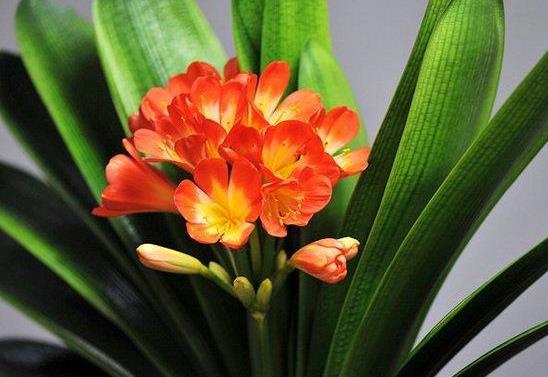 君子蘭和蝴蝶蘭哪個好養(yǎng)?植物補光燈能給君子蘭用嗎
