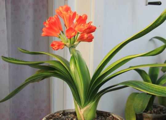 植物補(bǔ)光燈會(huì)不會(huì)傷到君子蘭?君子蘭開雙枝花有什么寓意