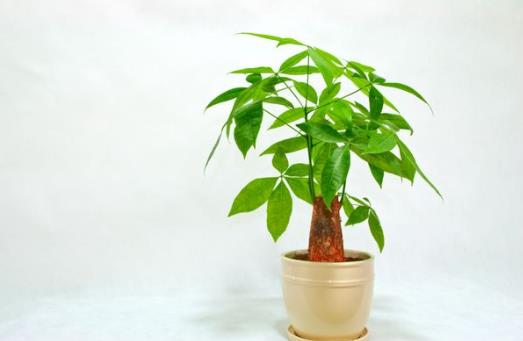 發(fā)財樹水培的根全部放在水里面嗎?發(fā)財樹葉子發(fā)黃脫落怎樣挽救