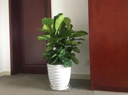 琴葉榕有大葉子小葉子之分嗎?養(yǎng)琴葉榕哪些是要注意的