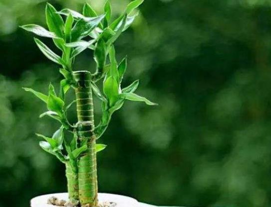 富貴竹旺財(cái)放哪個(gè)位置?富貴竹需要每天澆水嗎