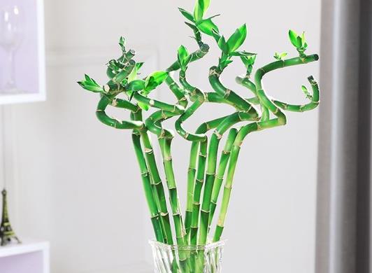 養(yǎng)富貴竹養(yǎng)單的好還是雙的好?富貴竹不生根怎么辦