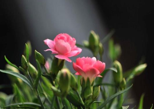 康乃馨買回來怎么醒花?給康乃馨醒花有什么用