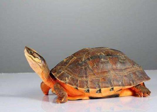 烏龜什么時候冬眠?烏龜和魚可以同時在魚缸里養(yǎng)嗎