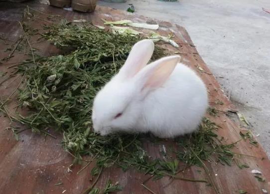 兔子牙齒變黑了怎么辦?剛生的兔子怎么保暖