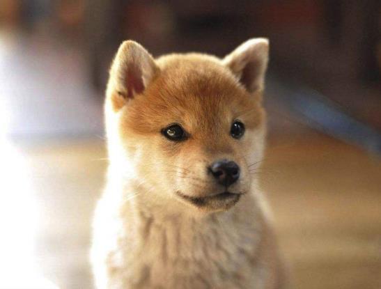柴犬拉稀是受涼了嗎?柴犬便秘的常見原因
