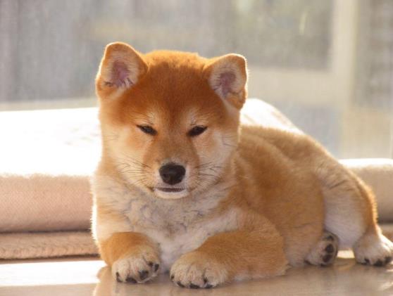 柴犬為什么老是打噴嚏流鼻涕?狗狗拉不出便便怎么辦