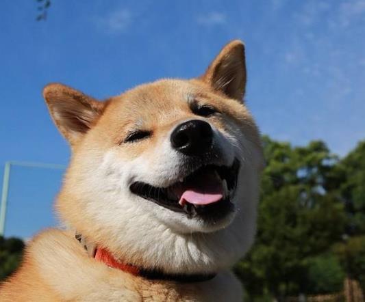 三個(gè)月柴犬感冒怎么辦?三個(gè)月大的柴犬便秘正常嗎