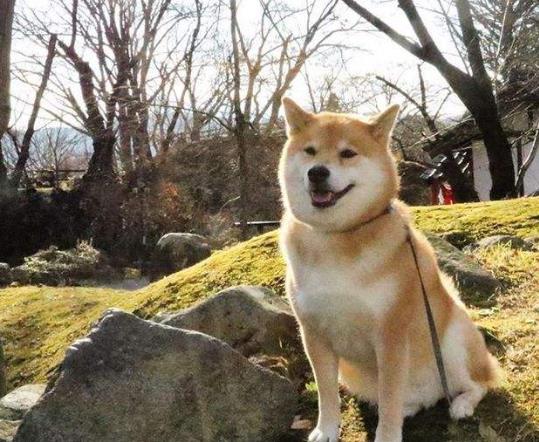柴犬拉稀是受涼了嗎?柴犬便秘的常見原因