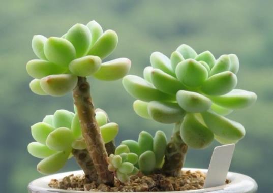 多肉快遞回來化水了怎么辦?多肉植物越長越小是怎么回事