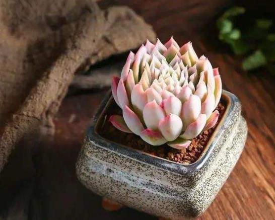 多肉快遞回來化水了怎么辦?多肉植物越長越小是怎么回事