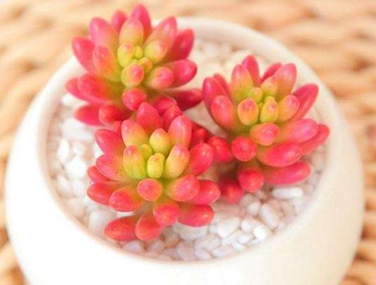 多肉植物的葉片為什么軟塌塌的?多肉補(bǔ)光要多長時間
