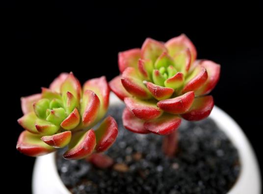 多肉只長根不發(fā)芽怎么補(bǔ)救?多肉的造型是怎么出來的