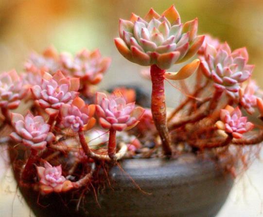 多肉只長根不發(fā)芽怎么補(bǔ)救?多肉的造型是怎么出來的