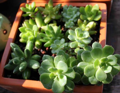 多肉葉子長出厚粉霜好不好?多肉植物養(yǎng)護(hù)要注意什么