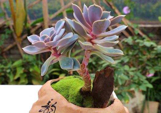 多肉葉子長出厚粉霜好不好?多肉植物養(yǎng)護(hù)要注意什么