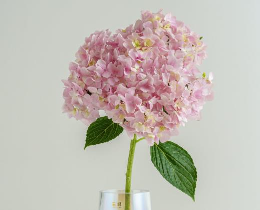 網(wǎng)購鮮花醒花必須用干凈的水嗎?醒花的時候用不用把葉子去了