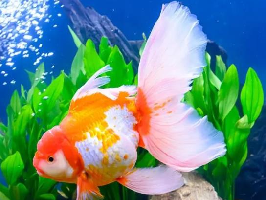 養(yǎng)金魚的自來水要曬嗎?金魚為什么會沉到水底下