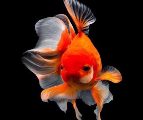 金魚尾巴卷起來是什么引起的?金魚尾巴爛成了絲絲會死嗎