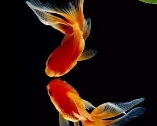 金魚(yú)可以吃什么食物?金魚(yú)餓了會(huì)吃同類(lèi)嗎