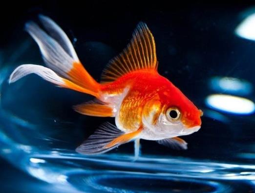 金魚(yú)尾巴爛了怎么治療?觀賞魚(yú)折尾和卷尾原因及方法