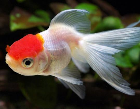 金魚尾巴卷起來是什么引起的?金魚尾巴爛成了絲絲會死嗎