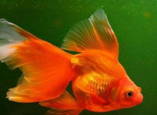 養(yǎng)金魚的自來水要放幾天?金魚沉底是在睡覺嗎