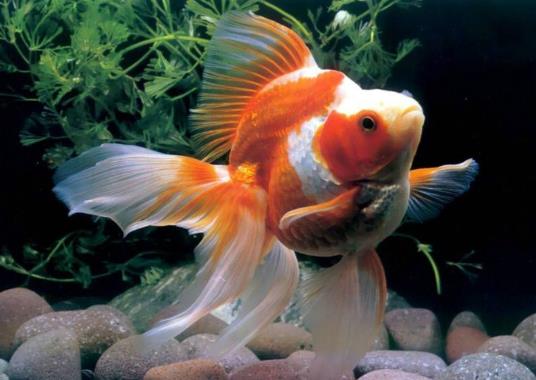 金魚(yú)可以吃什么食物?金魚(yú)餓了會(huì)吃同類(lèi)嗎