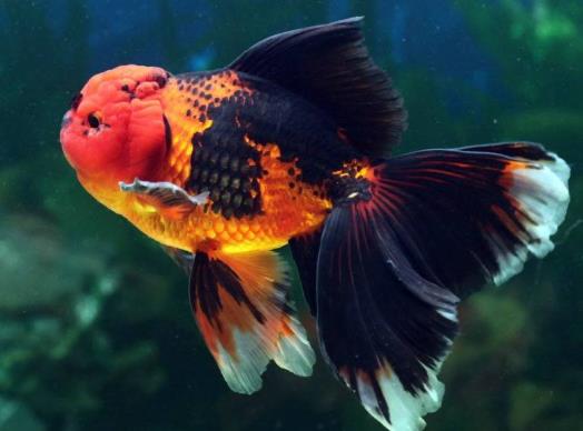 金魚餓了的時候有什么反應(yīng)?金魚要每天都喂嗎