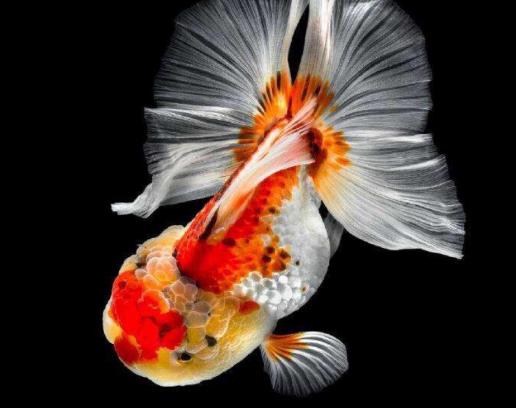 養(yǎng)金魚適合什么水?金魚養(yǎng)幾條好