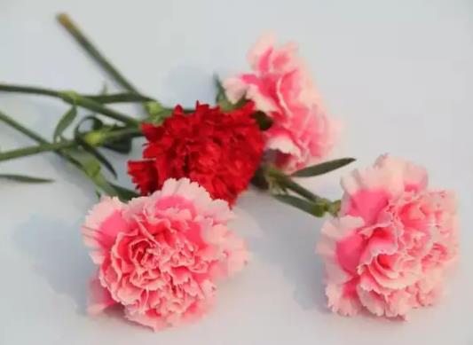 醒花要幾小時?所有的鮮花都要醒花嗎