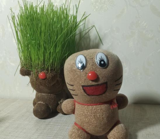 草頭娃娃有什么作用?草頭娃娃需要每天澆水嗎