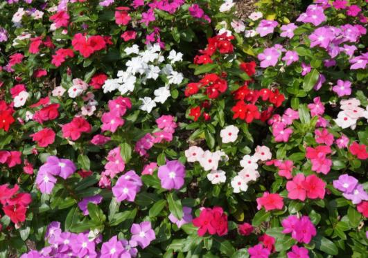 長春花老樁能養(yǎng)幾年?長春花一年四季都可以播種嗎