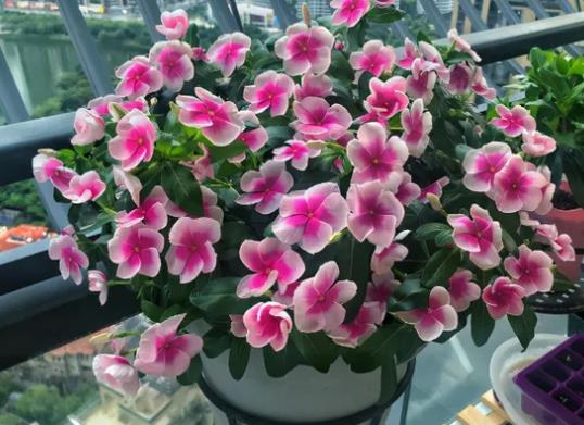 長春花老樁能養(yǎng)幾年?長春花一年四季都可以播種嗎