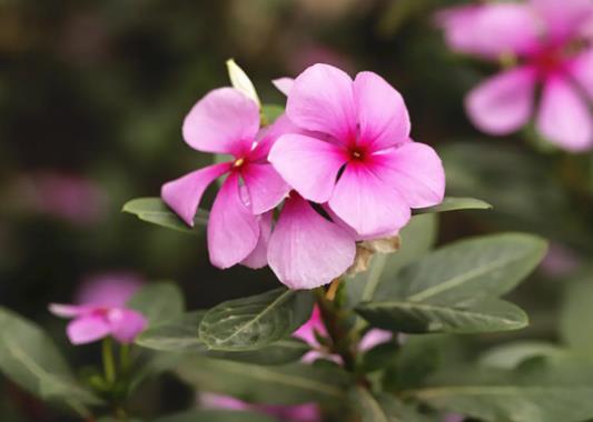 老樁長(zhǎng)春花好不好養(yǎng)活?長(zhǎng)春花怎么養(yǎng)成老樁