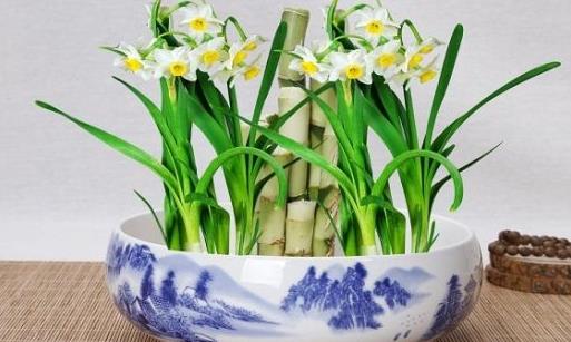 水仙花怎么養(yǎng) 水仙花有毒嗎 水培水仙花正確養(yǎng)法